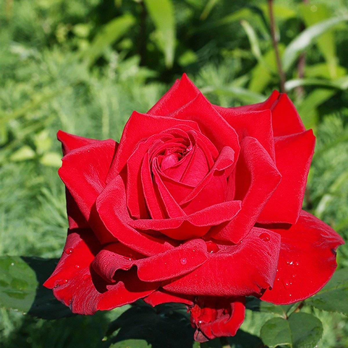 Роза чайно-гибридная «grand gala»
