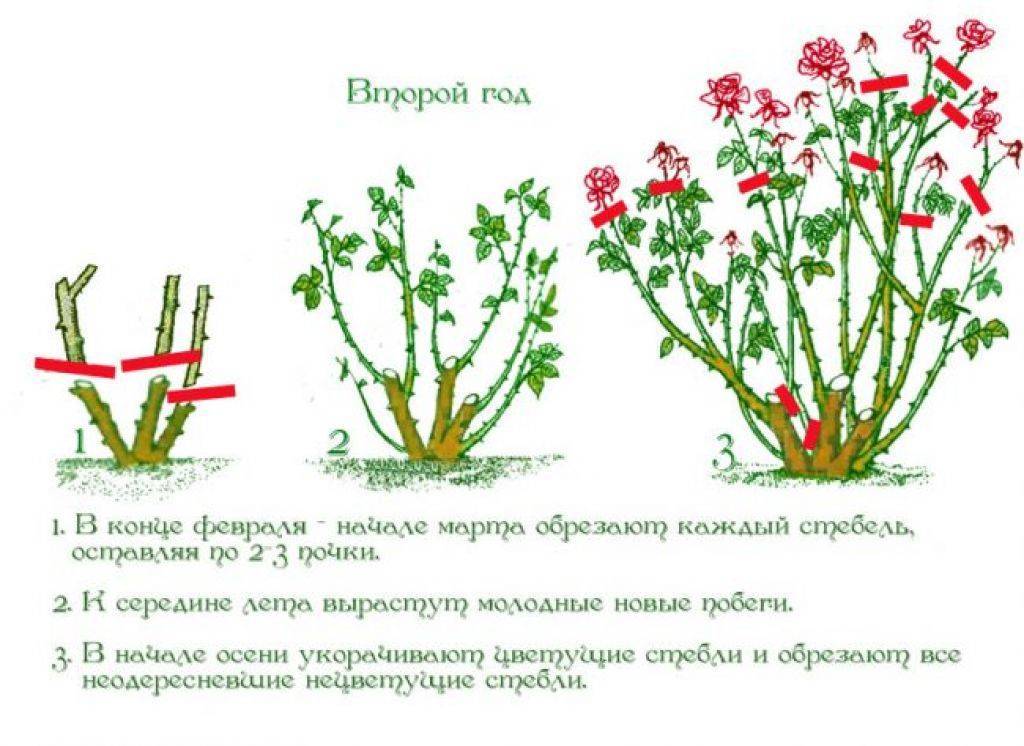 Плетистая роза цезарь: описание сорта и особенности ухода