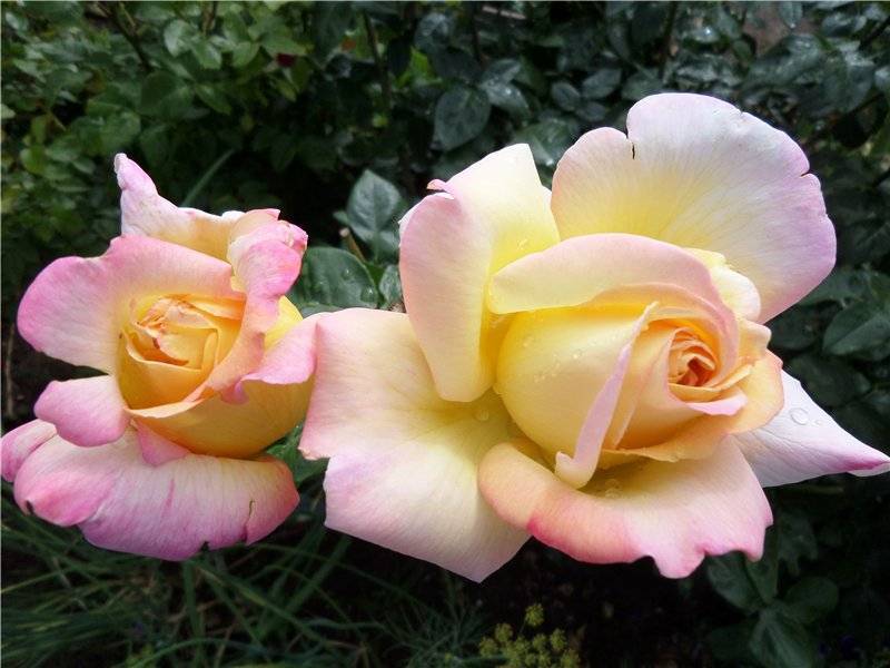 Плетистая роза глория дей: фото, описание, условия содержания