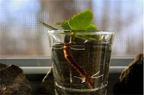 Каланхоэ: размножение в домашних условиях листом и черенками