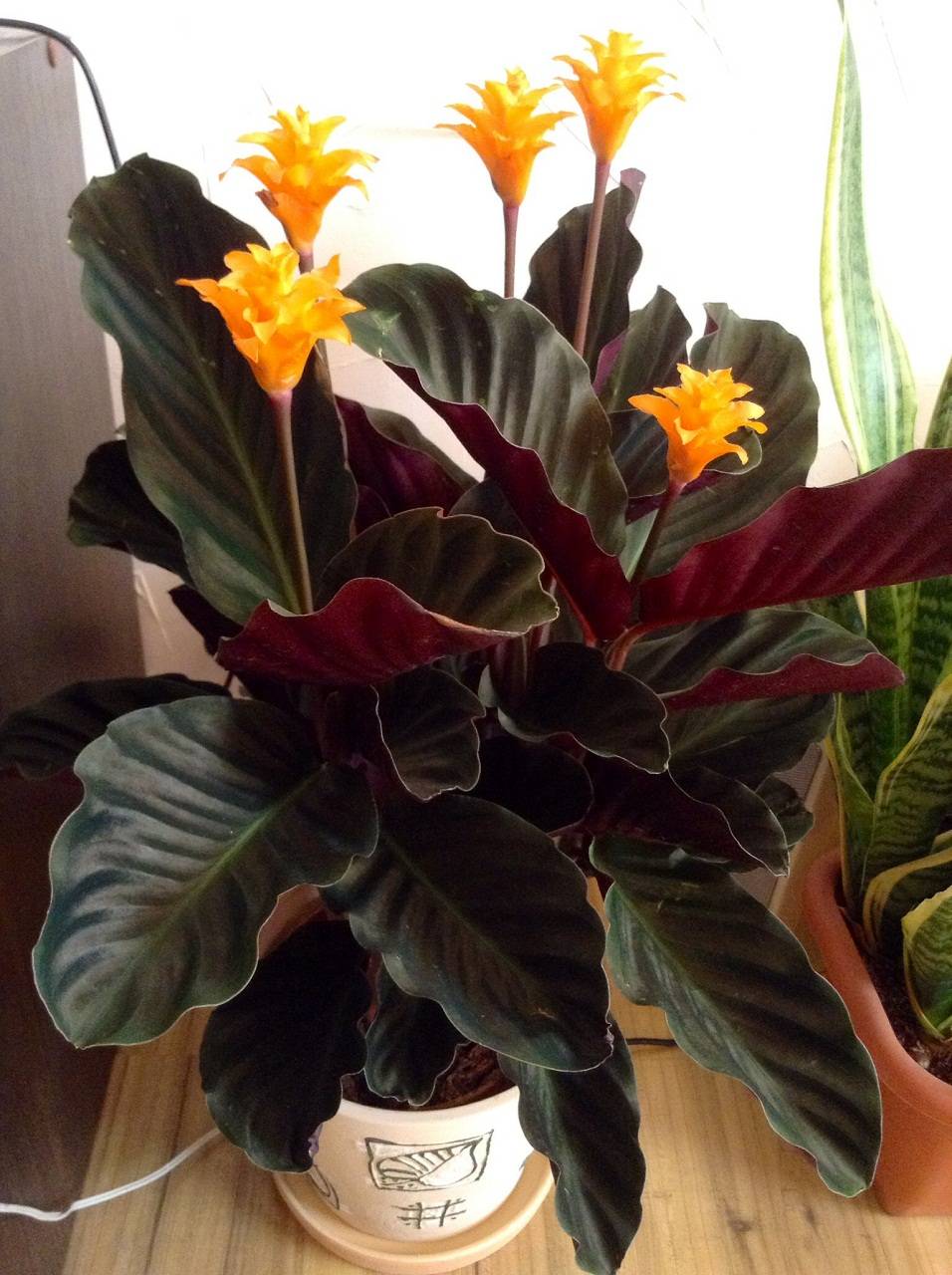 Комнатный цветок калатея — описание растения, уход, размножение