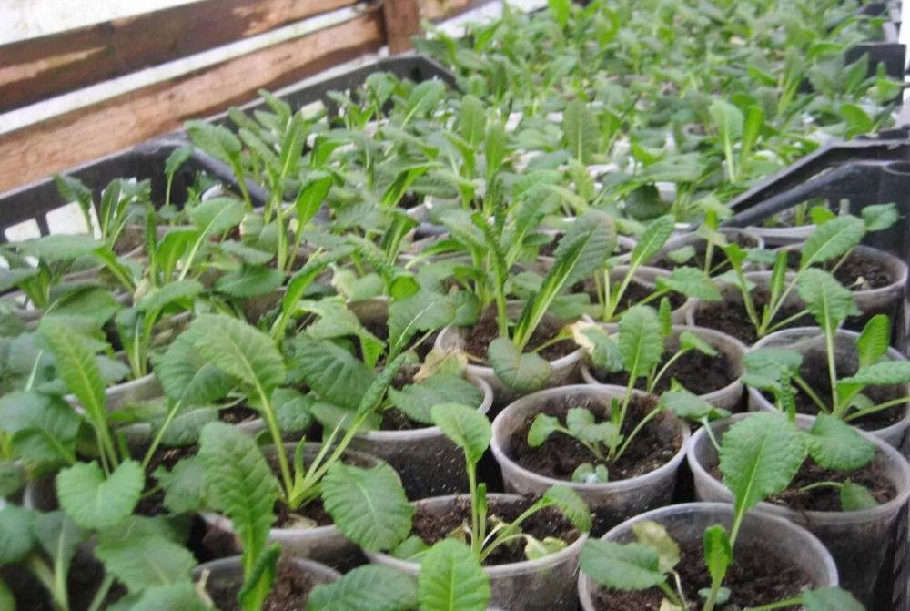 Маргаритки: выращивание из семян, посадка и уход в открытом грунте, фото