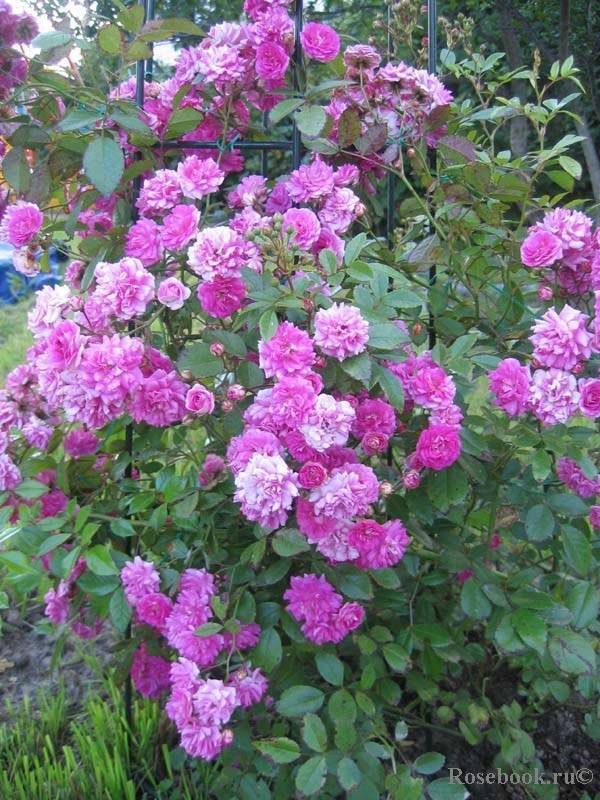 Роза супер дороти: секреты выращивания и обильного цветения | садоводство24