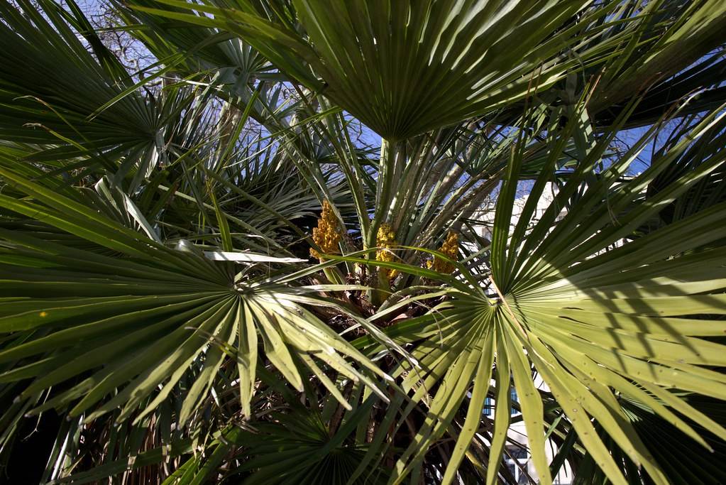 Хамеропс: фото, таблица ухода за пальмой в домашних условиях