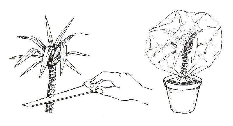 Размножение юкки в домашних условиях: как разводить комнатный цветок семенами, верхушками, черенкованием, побегами, воздушными отводками, и рекомендации