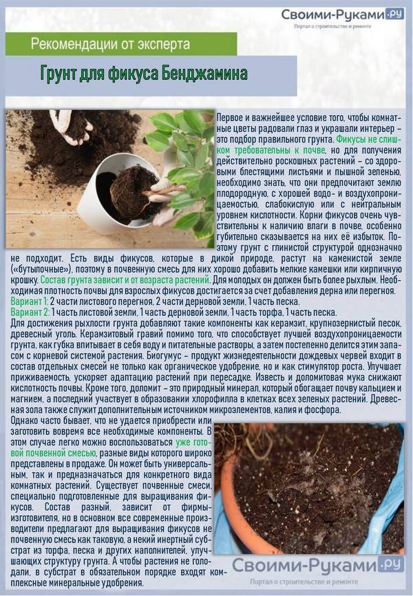 Земля для комнатных растений: основновные компоненты. состав земли для комнатных растений.