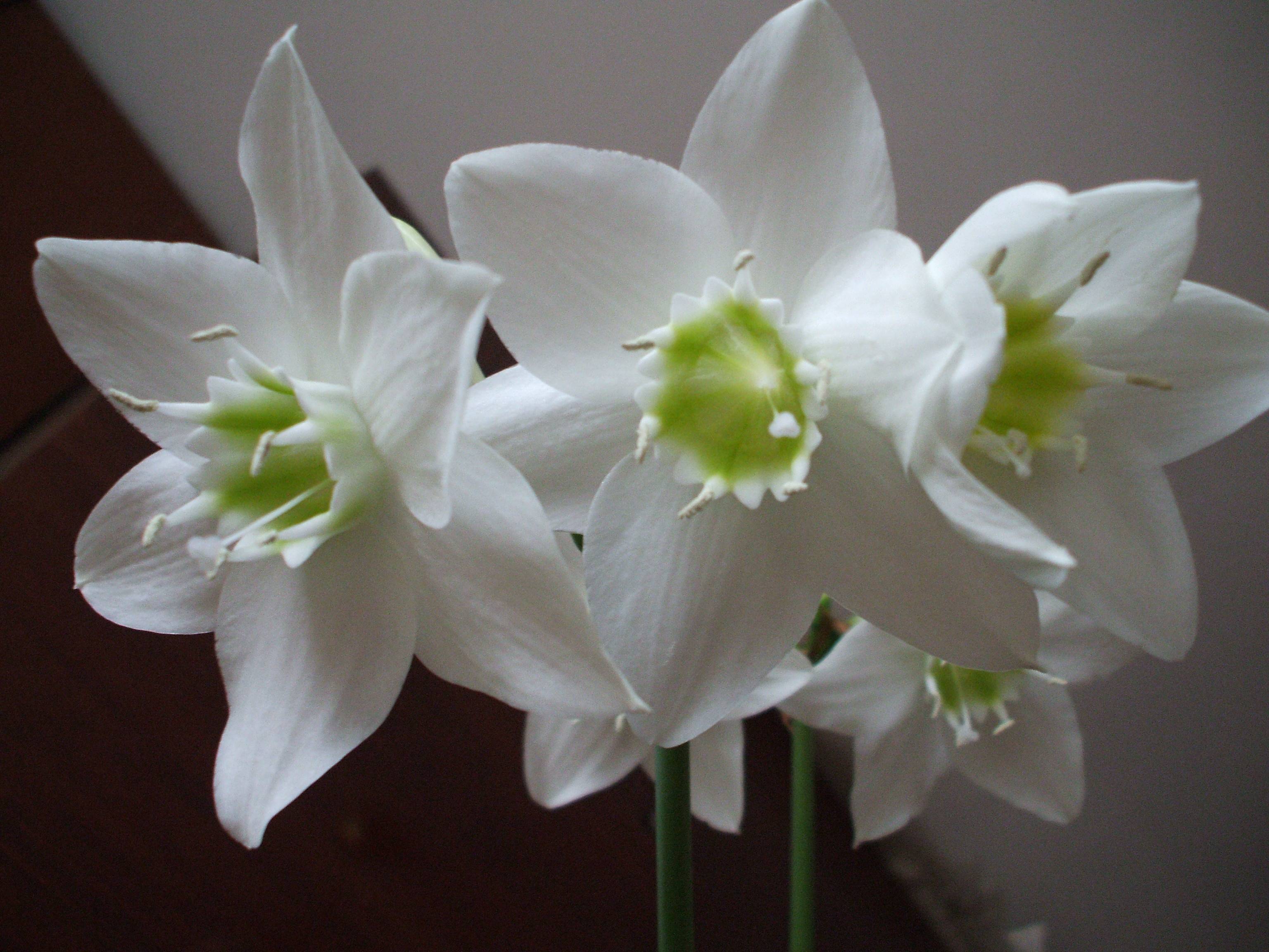 Белый цветок домашний название. Лилия эухарис. Эухарис амазонский. Эухарис грандифлора. Эухарис цветок Амазонская Лилия.
