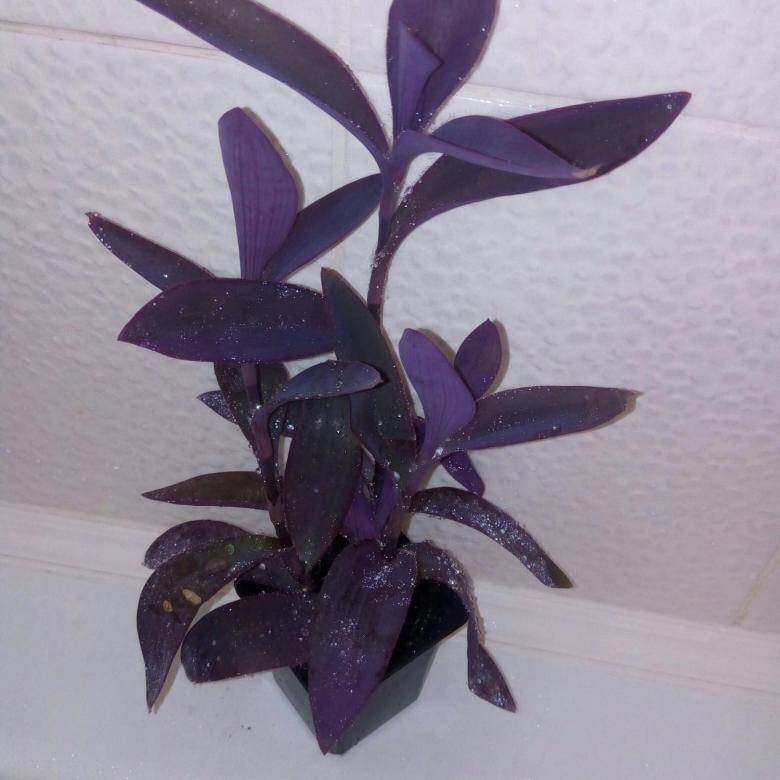 Сеткреазия пурпурная: уход в домашних условиях, размножение, свойства - lifeflower