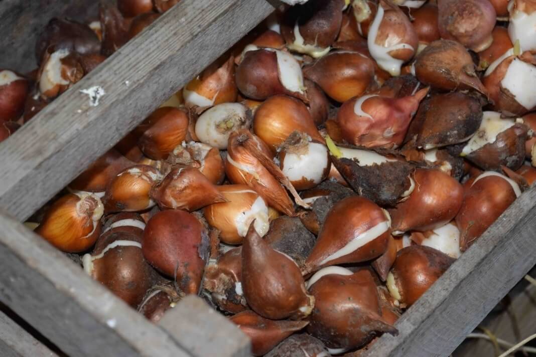 Луковицы тюльпанов — как хранить
