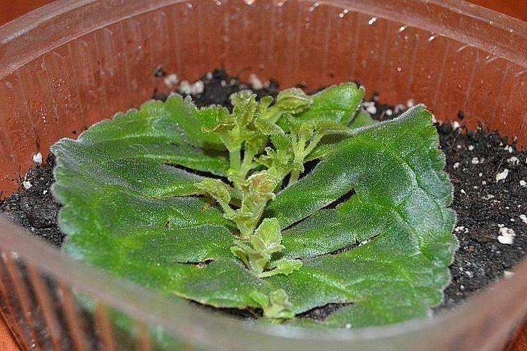 Размножение глоксинии листом и семенами в домашних условиях, пошаговая инструкция с фото