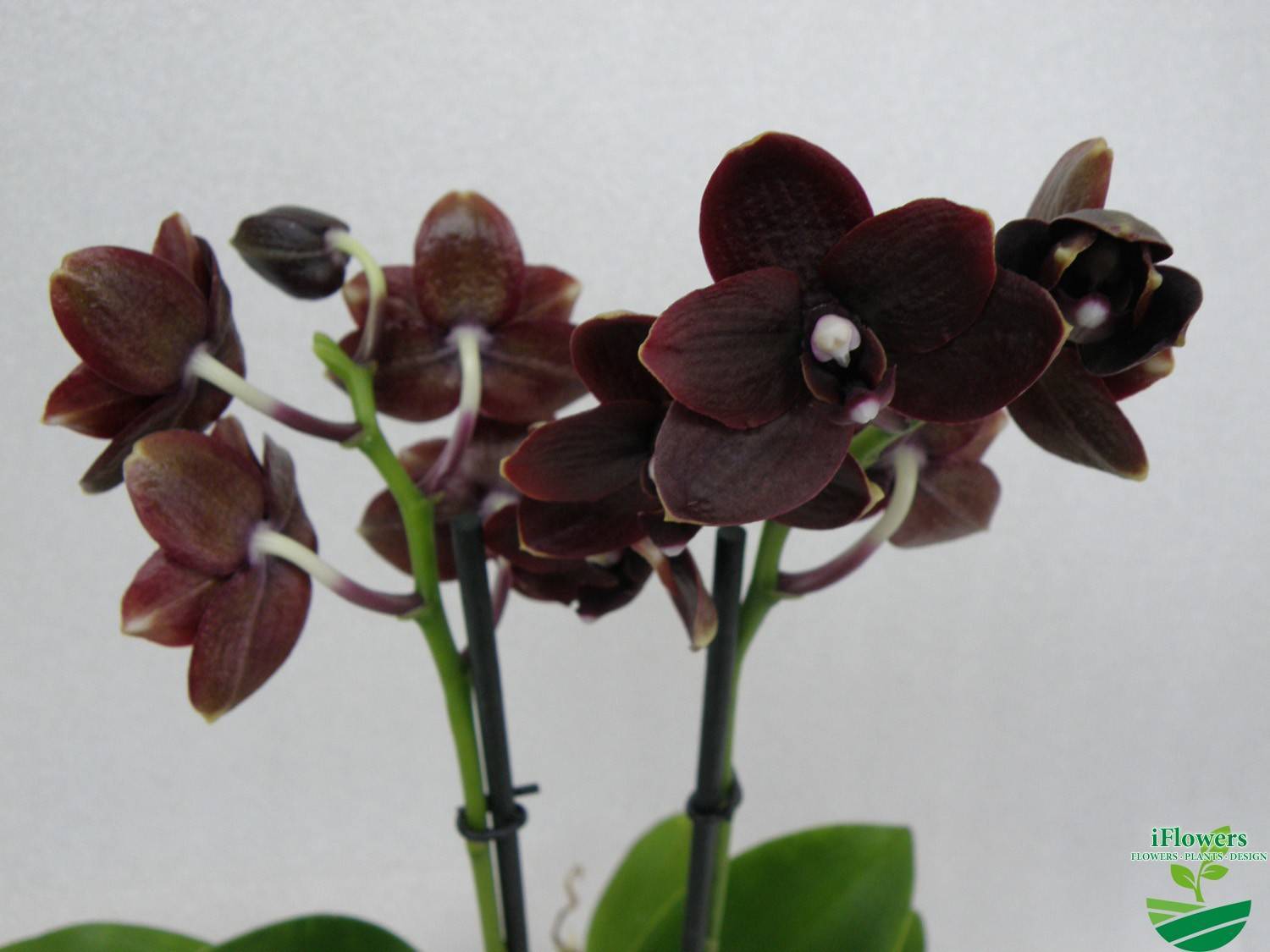 Необычная черная орхидея. описание сортов, фото, особенности ухода