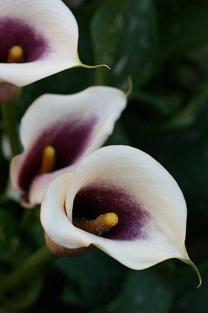 Каллы: секреты выращивания и успешного размножения цветка (115 фото)