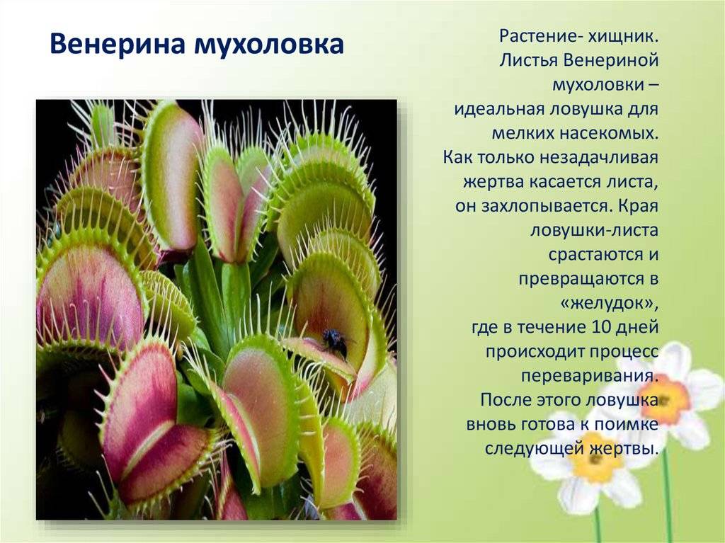 Непентес (кувшиночник) - хищное плотоядное растение! уход, описание.
