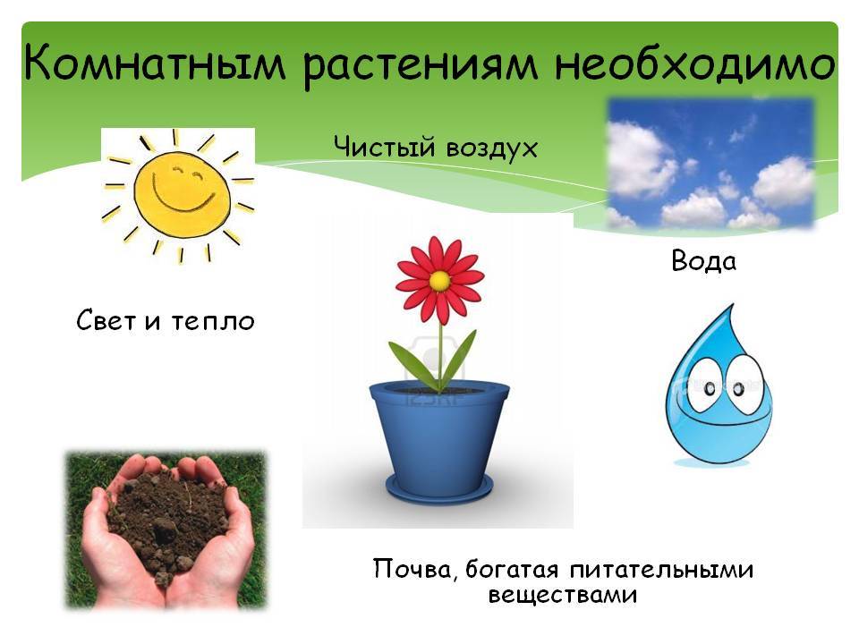 Лучшие растения для детской комнаты: какие цветы безопасны
