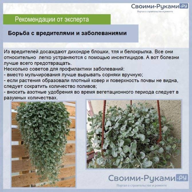 ампельные растения