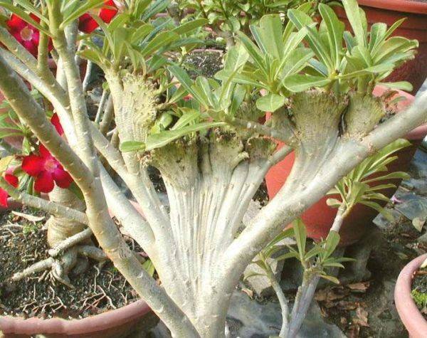 Цветок адениум: уход в домашних условиях, выращивание из семян