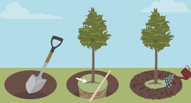 Тенелюбивые кустарники и деревья для сада: правила ухода, требования к месту посадки и выбор растений