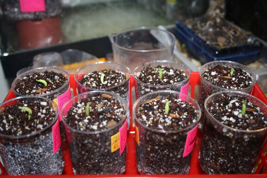 Почва для кактусов - theflowers