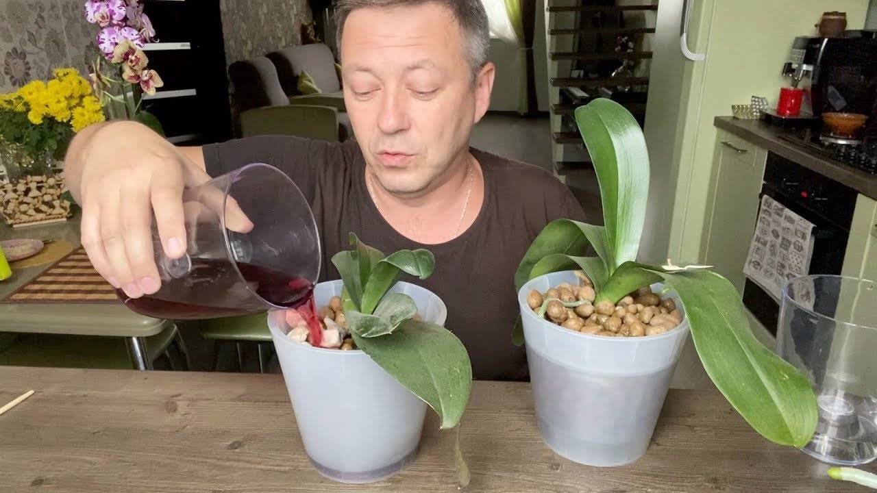 Уход за орхидей во время цветения в домашних условиях, чем подкармливать в зимнее время, можно ли поворачивать, советы на видео, как правильно ухаживать