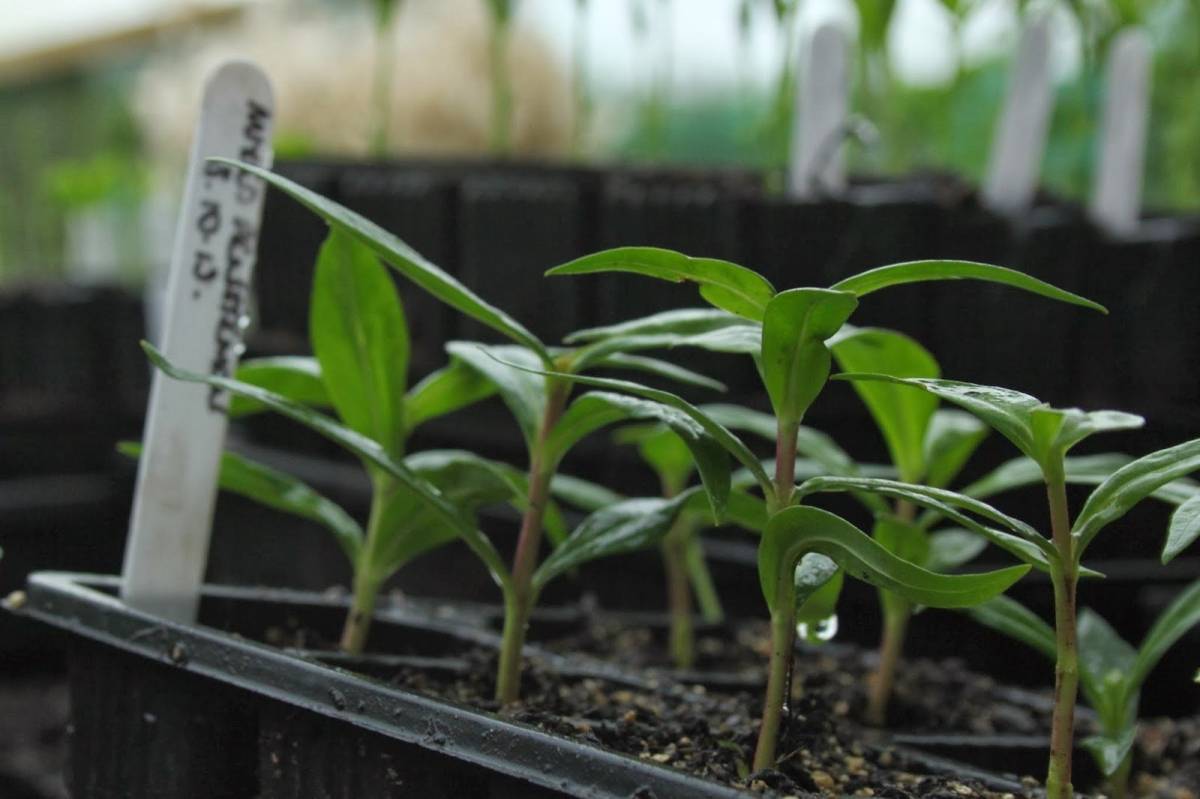 Катарантус: выращивание в домашних условиях, посадка и уход, фото