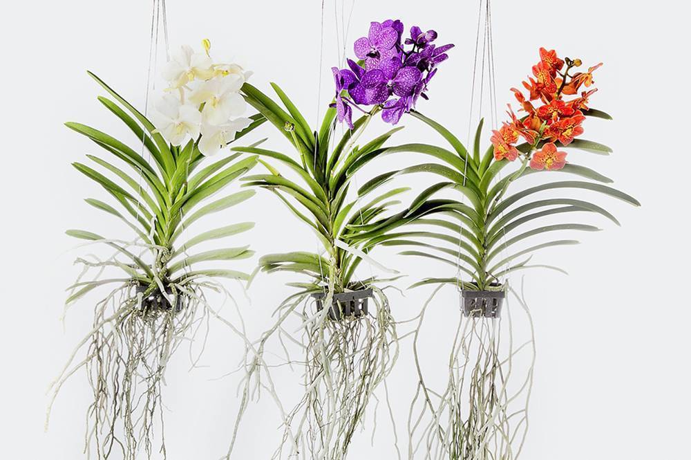Орхидея ванда: фото и условия содержания роскошной экзотической красавицы