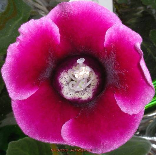 Глоксиния махровая — популярные сорта цветка