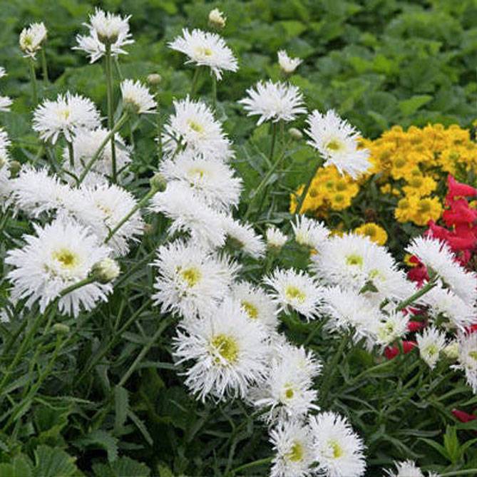 Нивяник цветок. описание, особенности, виды и уход за нивяником