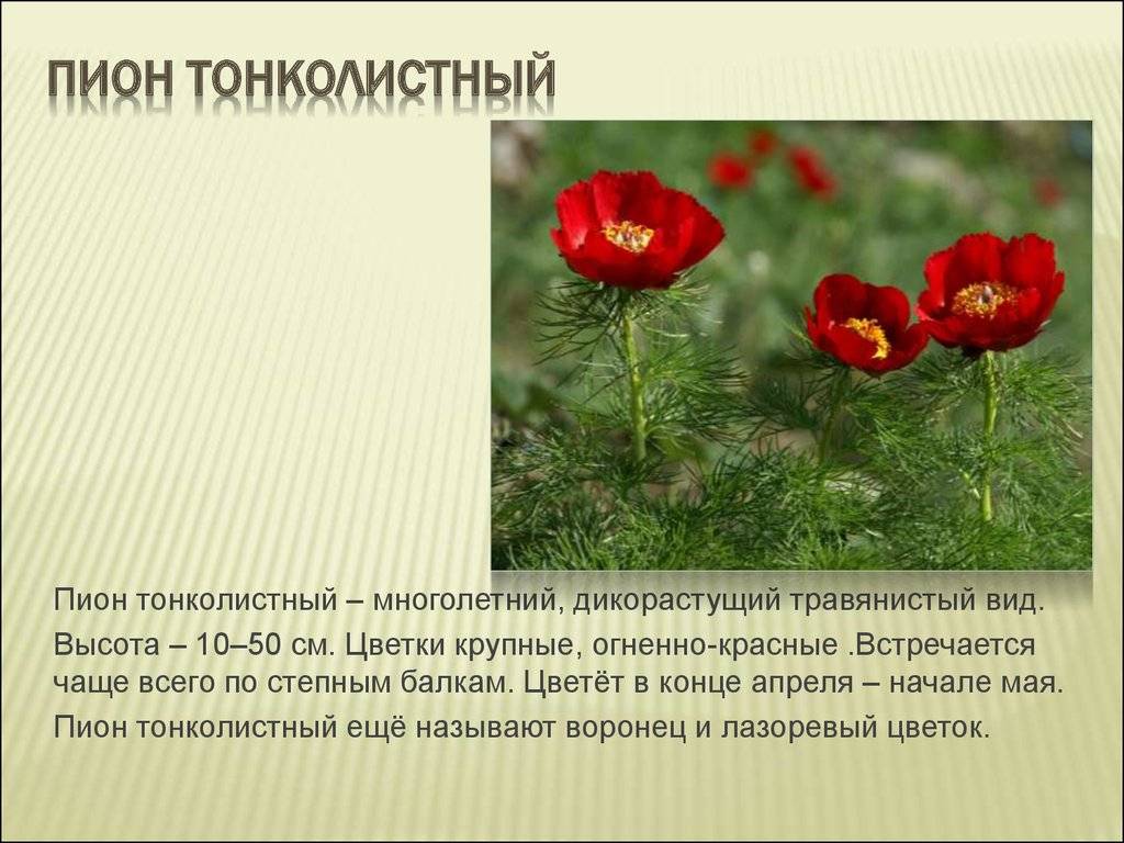 Пион тонколистный - растение в красной книге, выращивание и уход