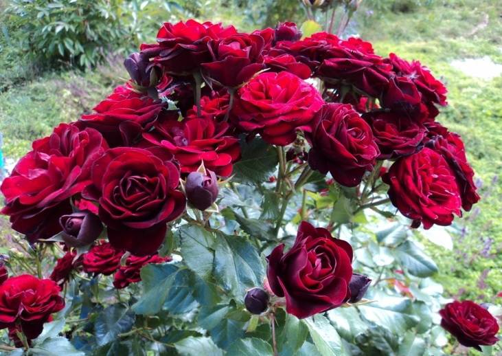 Розы спрей: сорта, +30 фото, описание, посадка и уход в саду