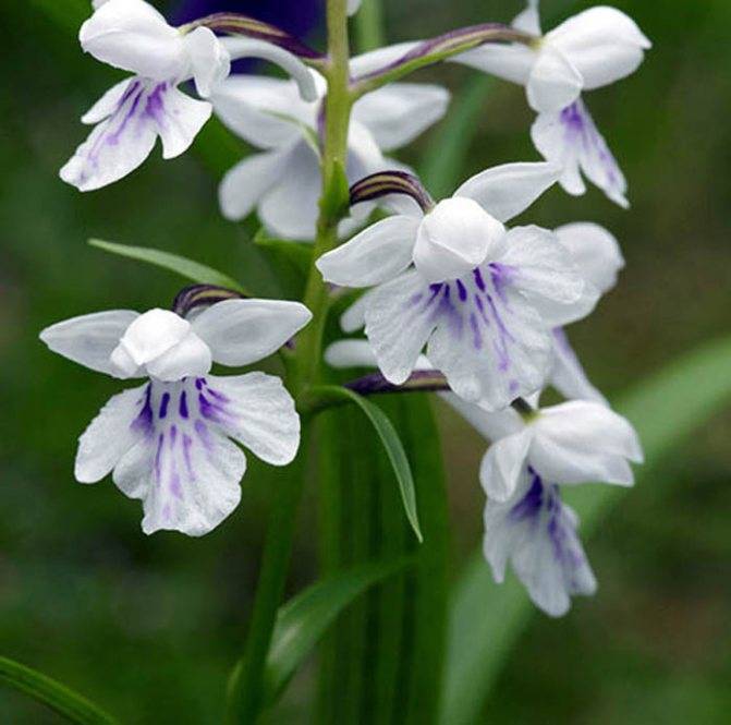 Весенний цветок пролеска или сцилла: правила посадки и выращивания в саду