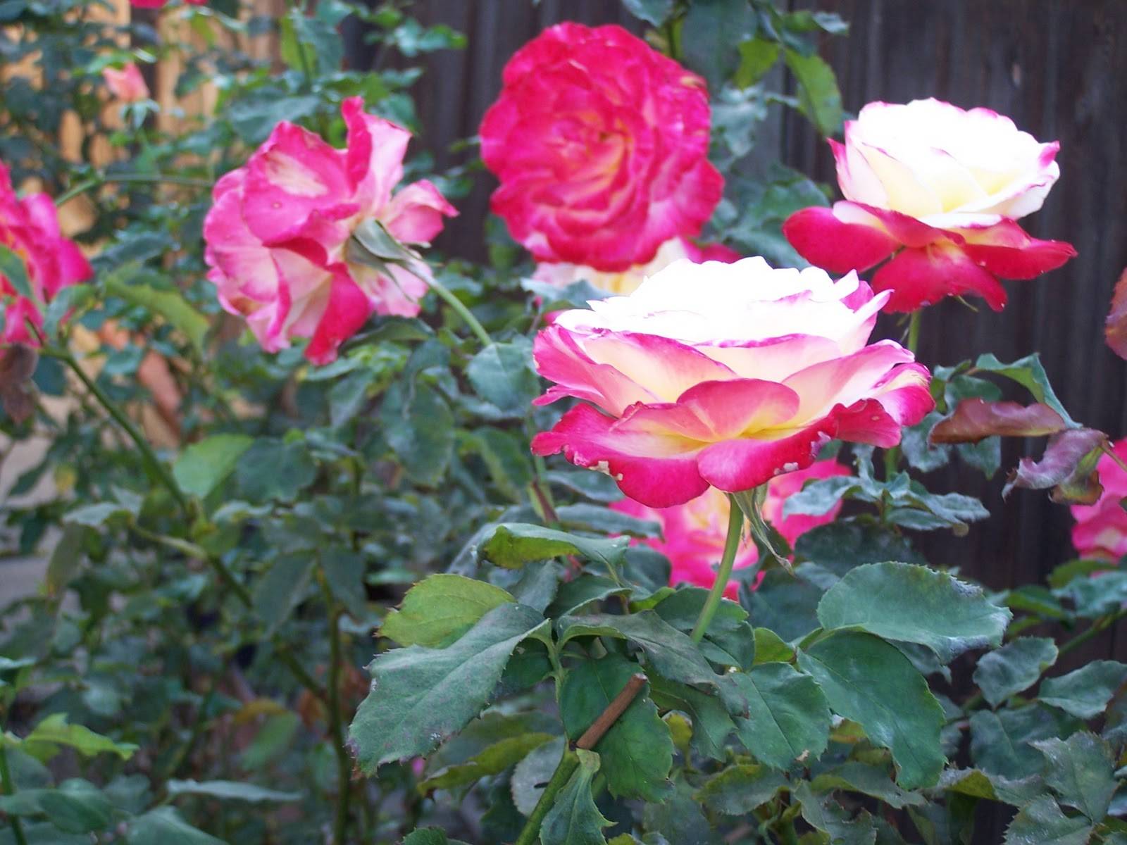 Роза double delight – игра на контрастах