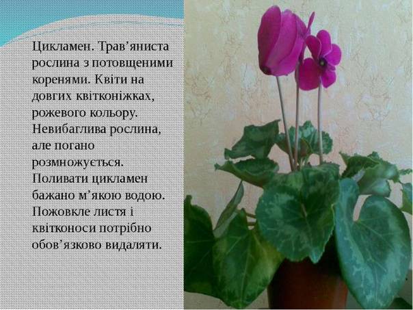 Комнатный цветок цикламен: рекомендации по уходу