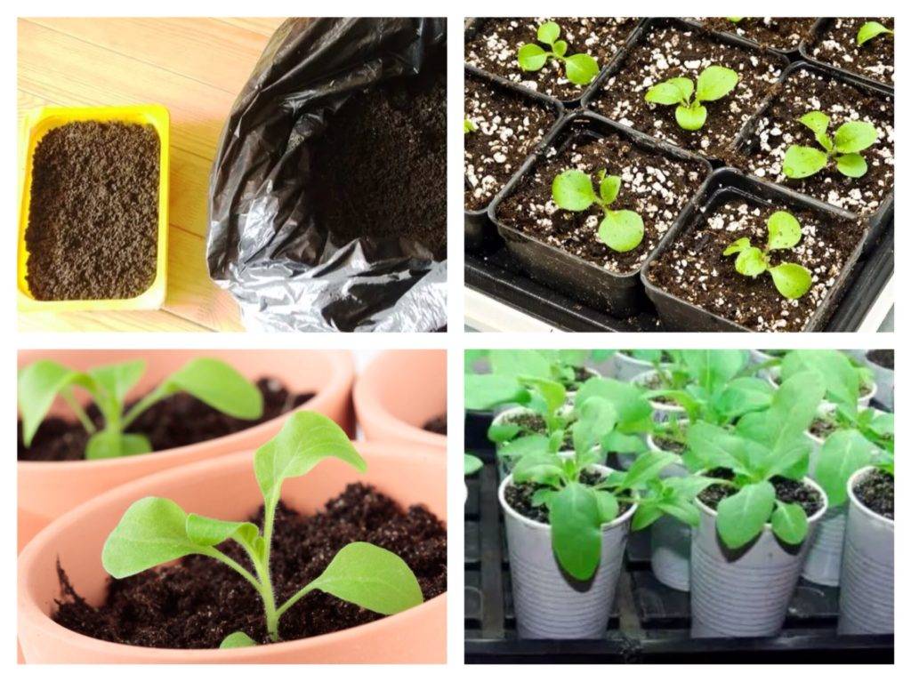 Выращивание петунии из семян в домашних условиях: хитрости посева на рассаду и посадка, также как сажать и вырастить, что делать дальше, когда взошли, как выглядят?
