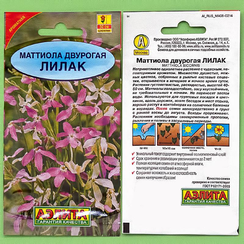 Маттиола: выращивание из семян, когда можно сажать
