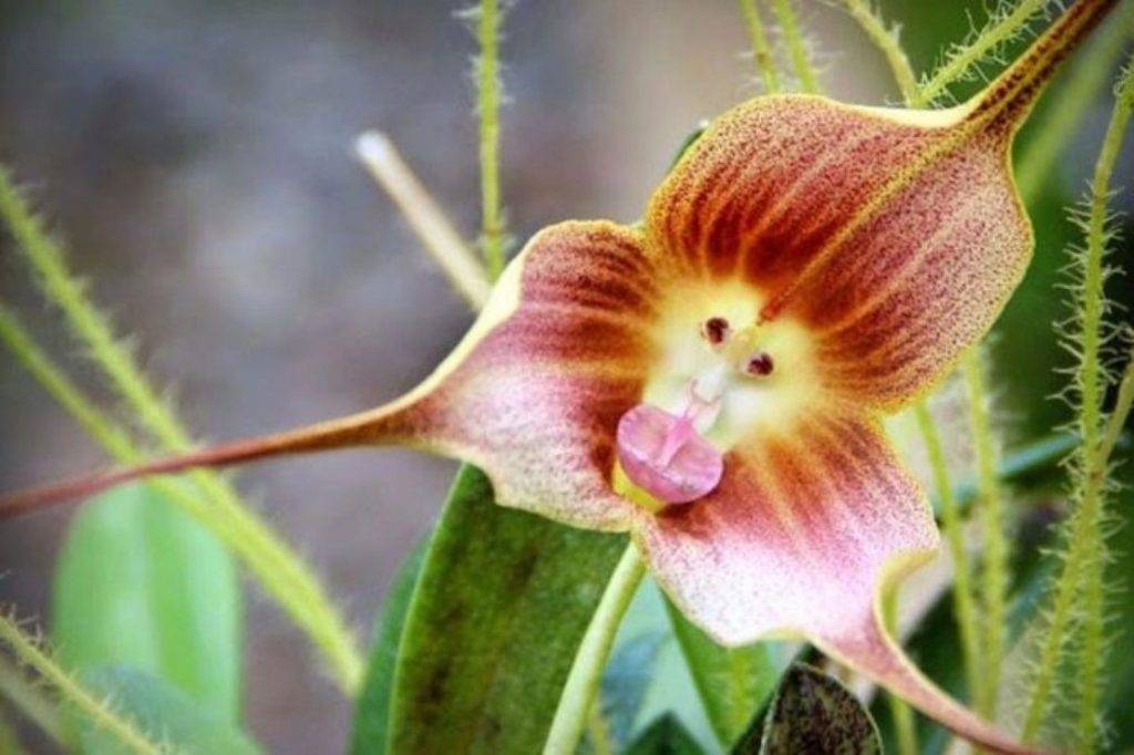 Орхидея обезьянья мордочка из семян. способы размножения орхидеи обезьянки. размножение орхидеи дракула