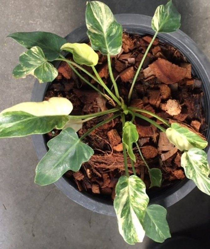 Неприхотливый комнатный многолетник филодендрон: уход в домашних условиях и содержание красивого вечнозеленого растения
