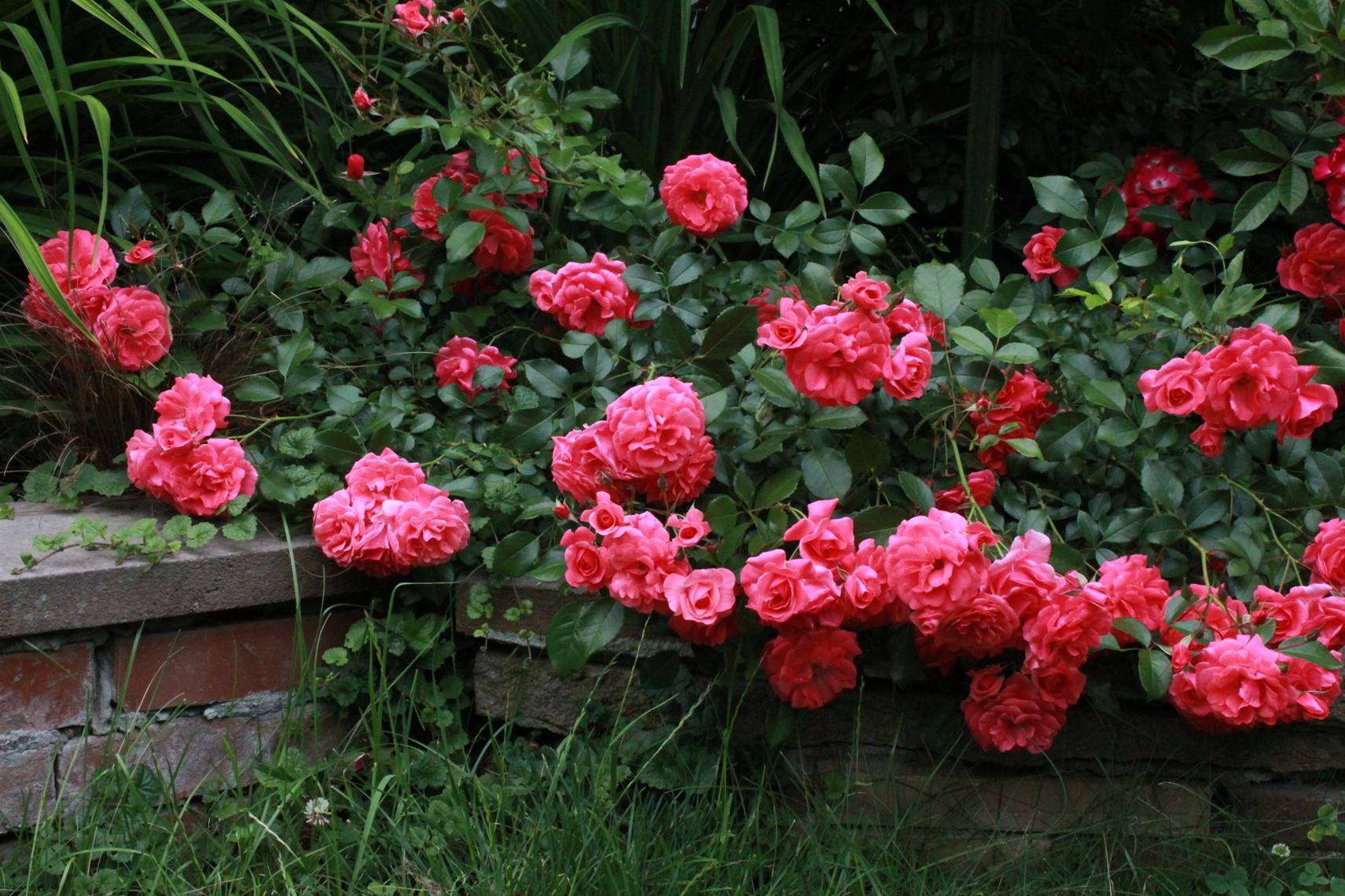 Как правильно выращивать почвопокровные розы — посадка, подкормка, обрезка и размножение