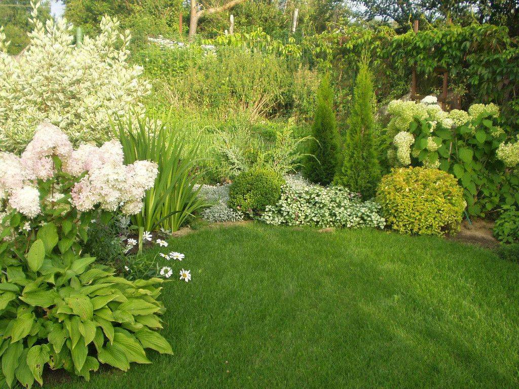 Гортензия в ландшафтном дизайне сада: как составить выгодные композиции
