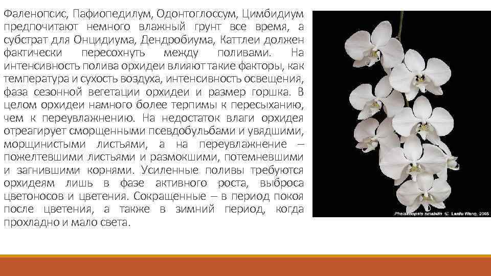 Уход за орхидеей дендробиум в домашних условиях: какой нужен грунт, как часто поливать землю, а также фото этого цветка selo.guru — интернет портал о сельском хозяйстве