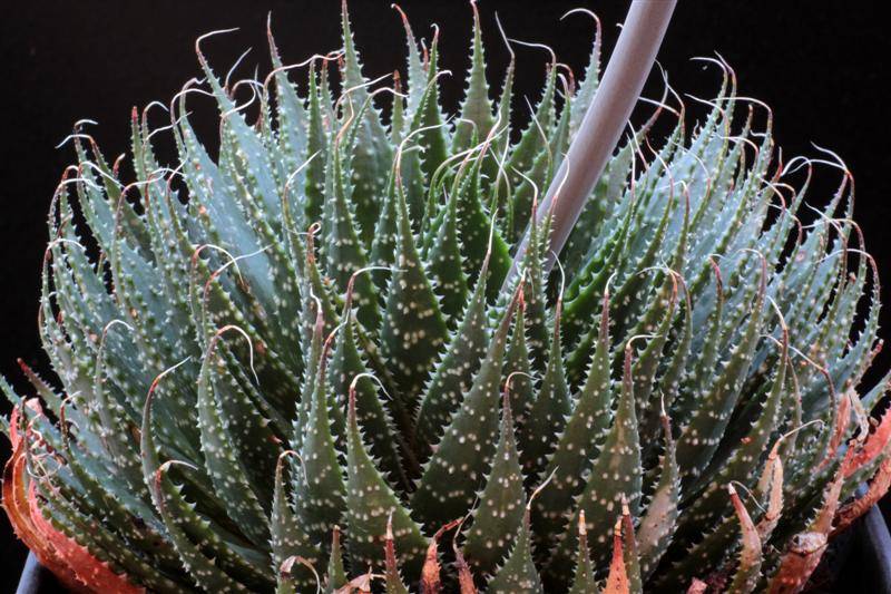 Алоэ остистое: его биология и выращивание в качестве комнатного растения