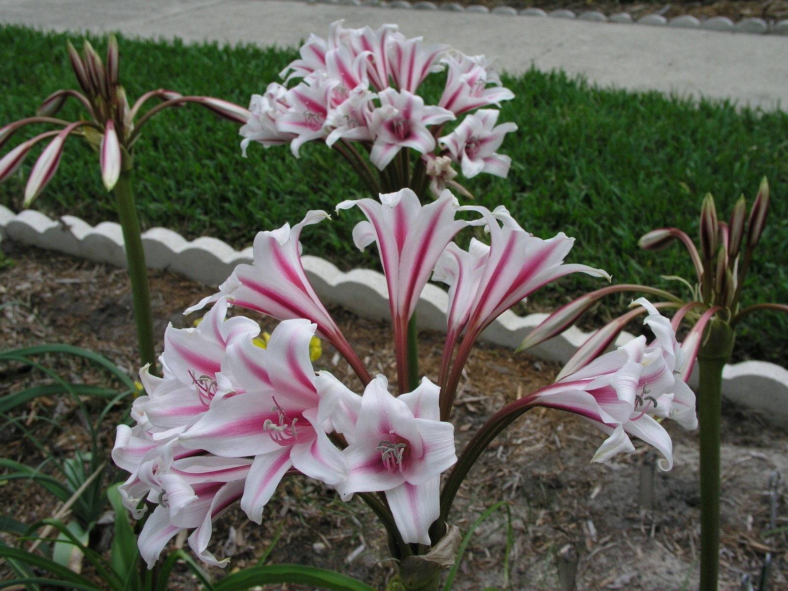 Кринум в саду – фото цветка, посадка и уход в открытом грунте
