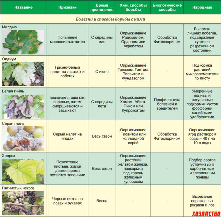 4 обязательных весенних обработки сада от болезней и вредителей
