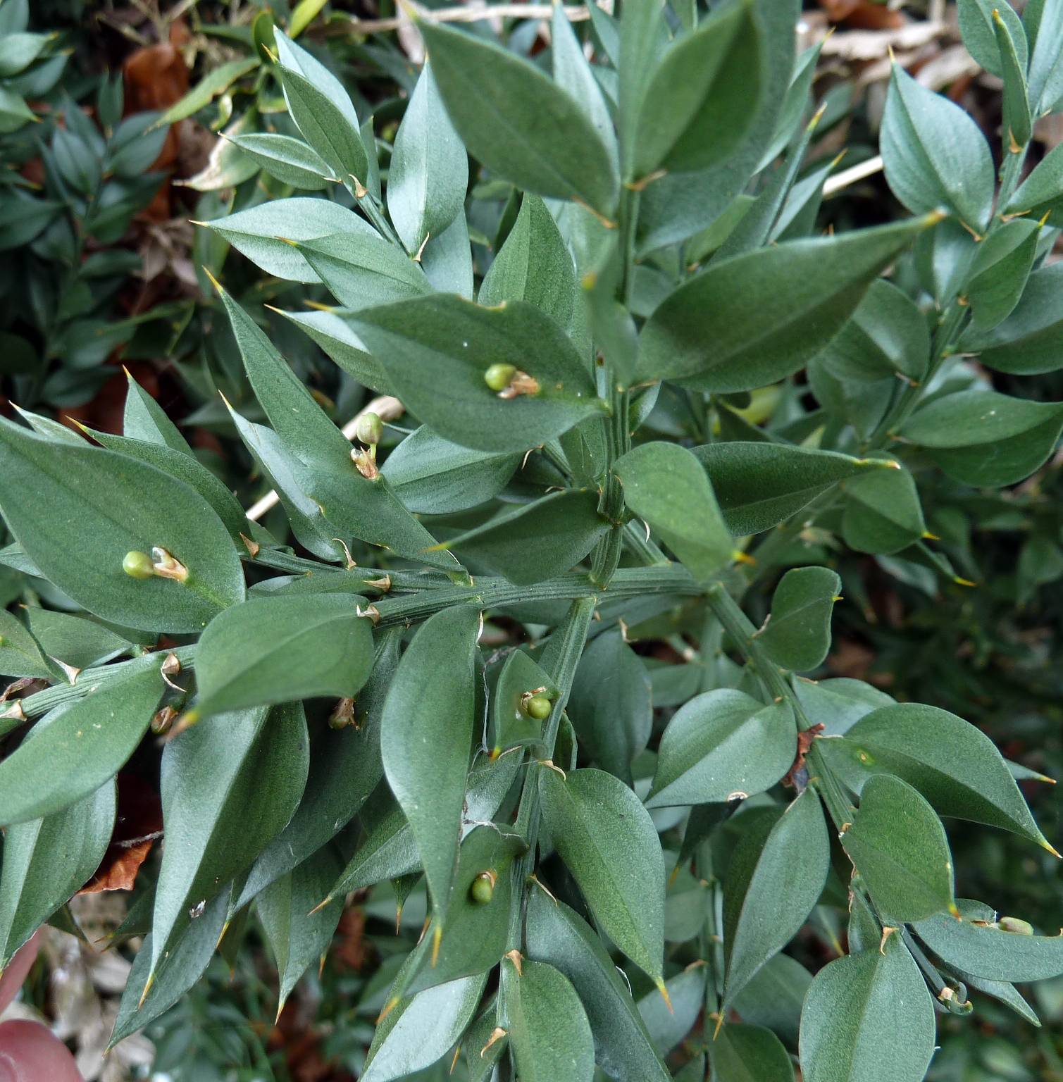 Растение рускус или иглица как размножить веточкой фото разновидностей