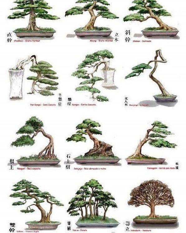 Чудо-дерево бонсай: особенности, виды, куда лучше поставить