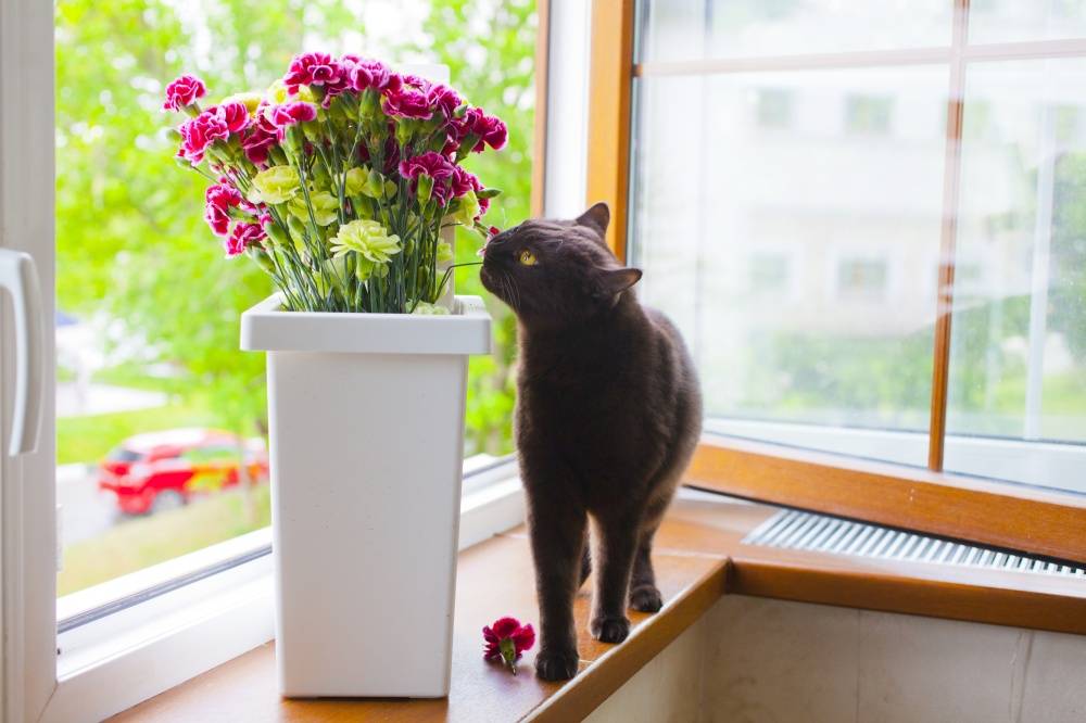 Как отучить кошку лазить по столам, подоконникам и цветочным горшкам