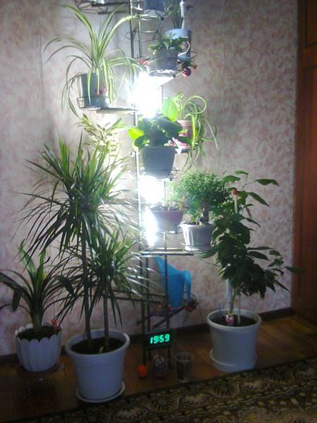 Можно ли подсвечивать растения светодиодными лампами