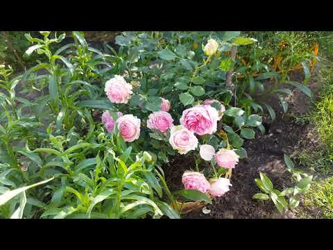 Английская чайно-гибридная роза шраб first lady (ферст леди)