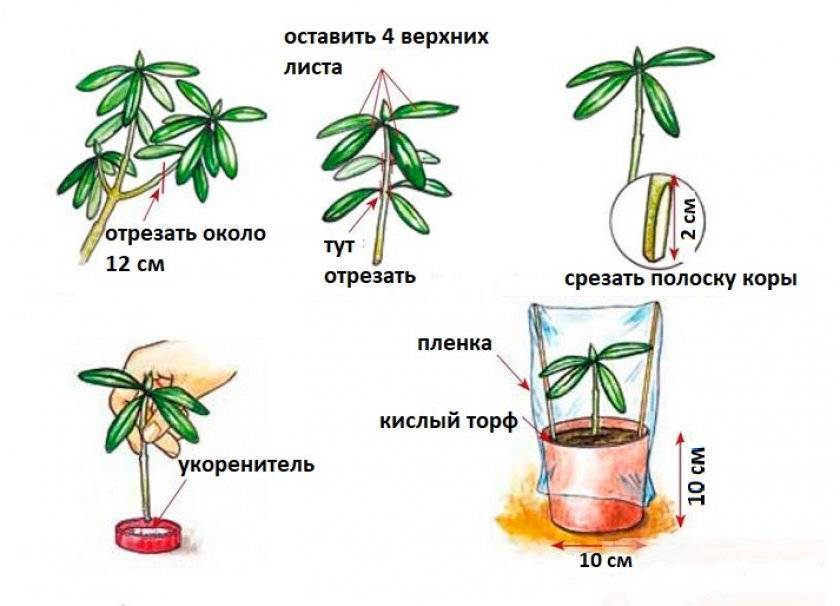 ✅ размножение рододендронов - сад62.рф