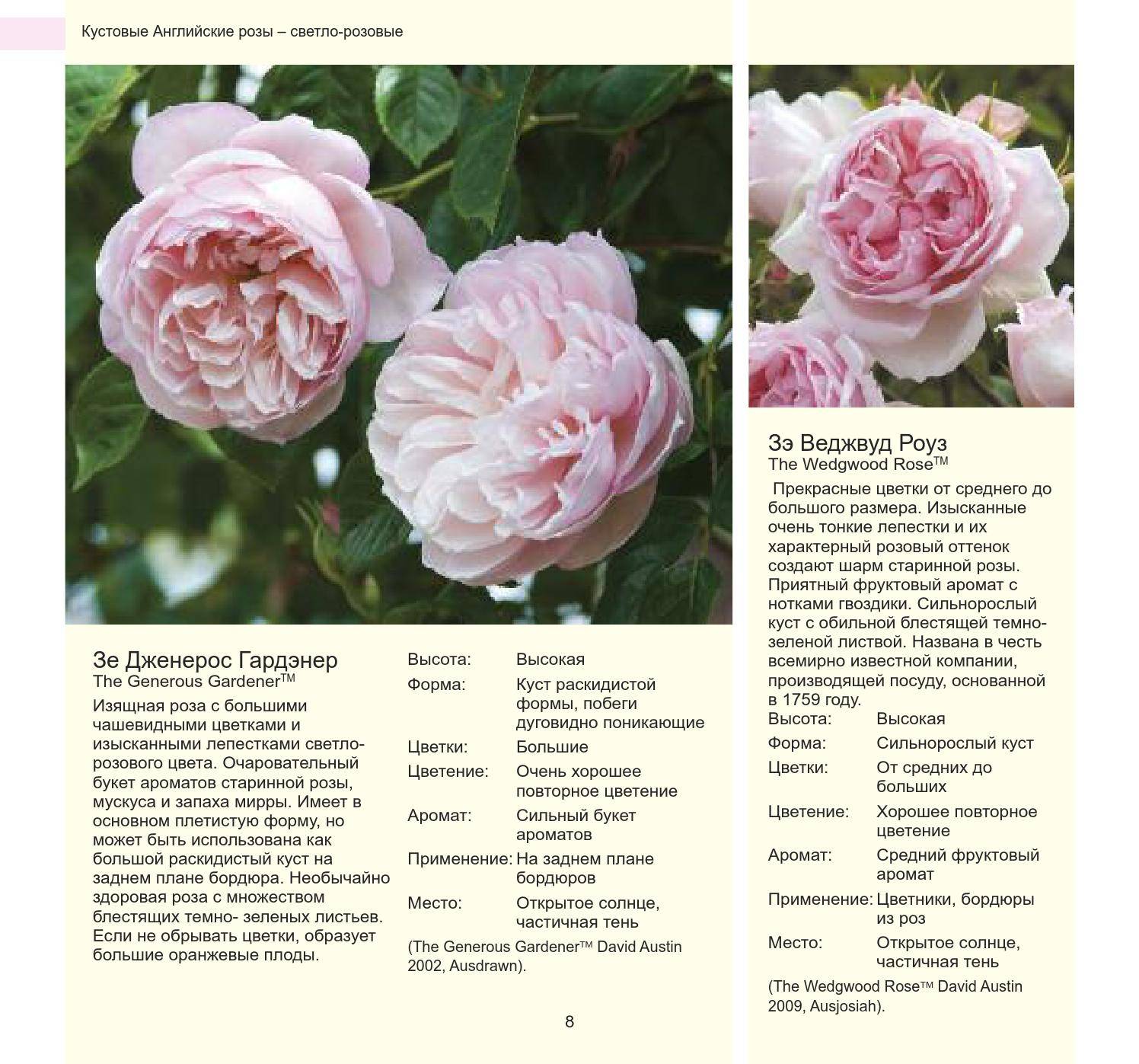 Малина херитейдж (heritage): отзывы садоводов, характеристики. обзор сорта малины херитейдж, советы по выращиванию