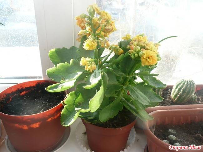 Каланхоэ каландива — цветочный букет на подоконнике